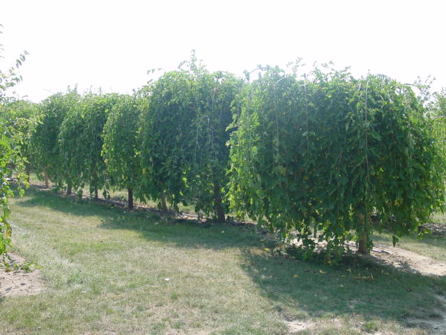 Weeping Mulberry